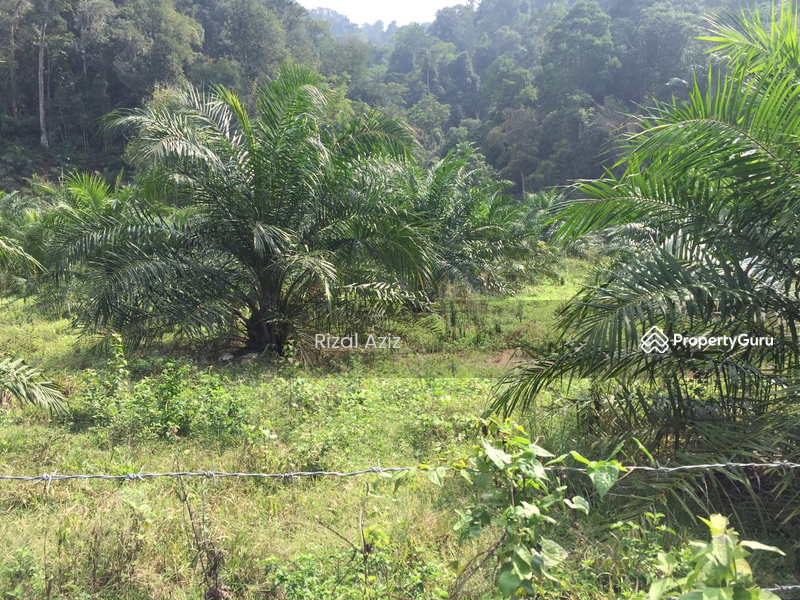 [No Longer Available] Agriculture land, Kampung pasir ambor, Juasseh