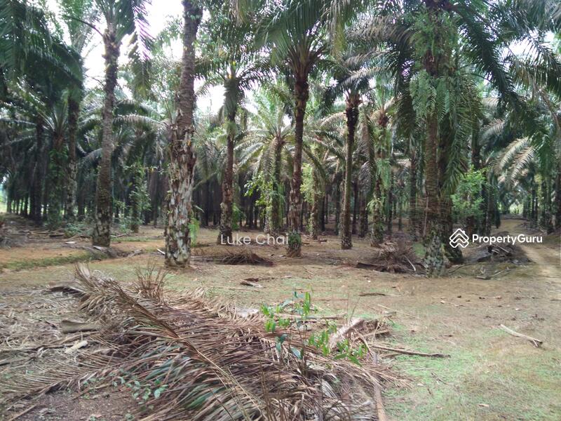 Plantation Sedenak Kulai, Kulai, Johor, Agricultural Lands for sale, by