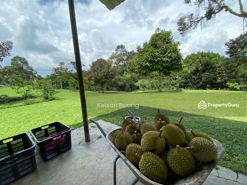 No Longer Available] Durian Land u0026 bird nest, Ulu sungai sedili 