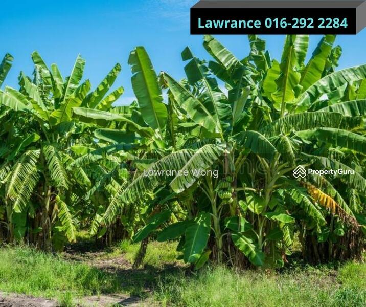 An Orchard With Durian and Banana Trees at Negeri Sembilan