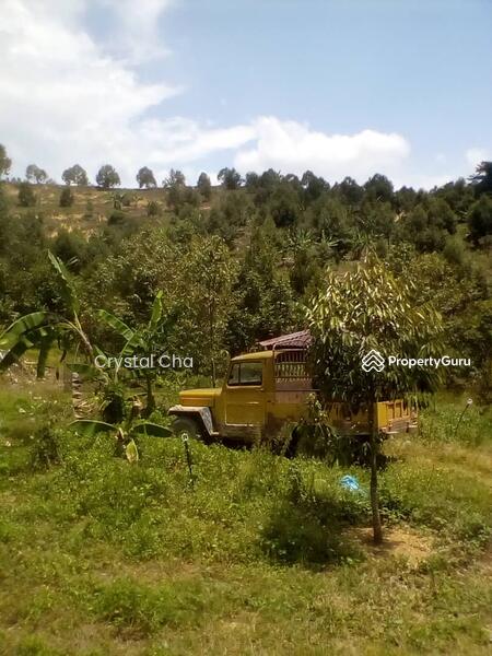 [No Longer Available] Pahang raub, Raub District, Pahang, Agricultural