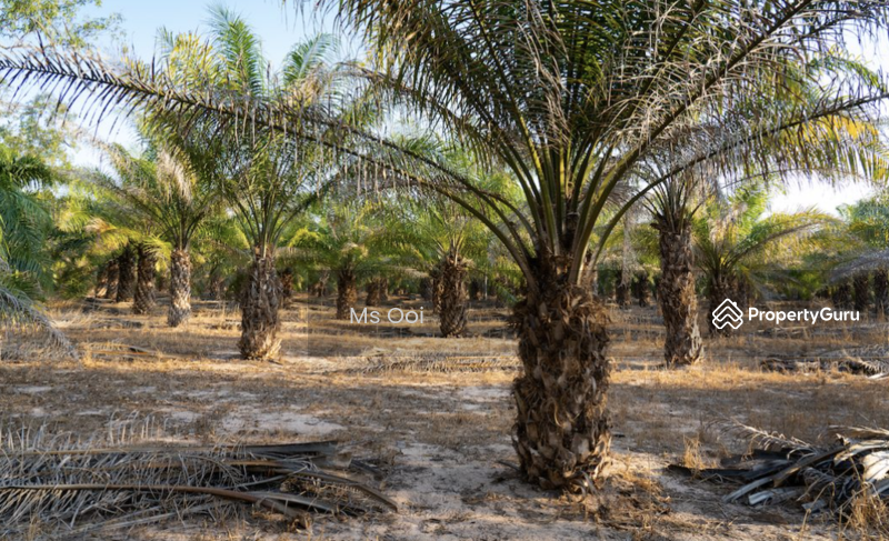 Oil Palm Plantations Johol Kuala Pilah Negeri Sembilan Johol Kuala Pilah Negeri Sembilan Johol Kuala Pilah Negeri Sembilan Agricultural Lands For Sale By Ms Ooi Rm 12 445 000 31714631