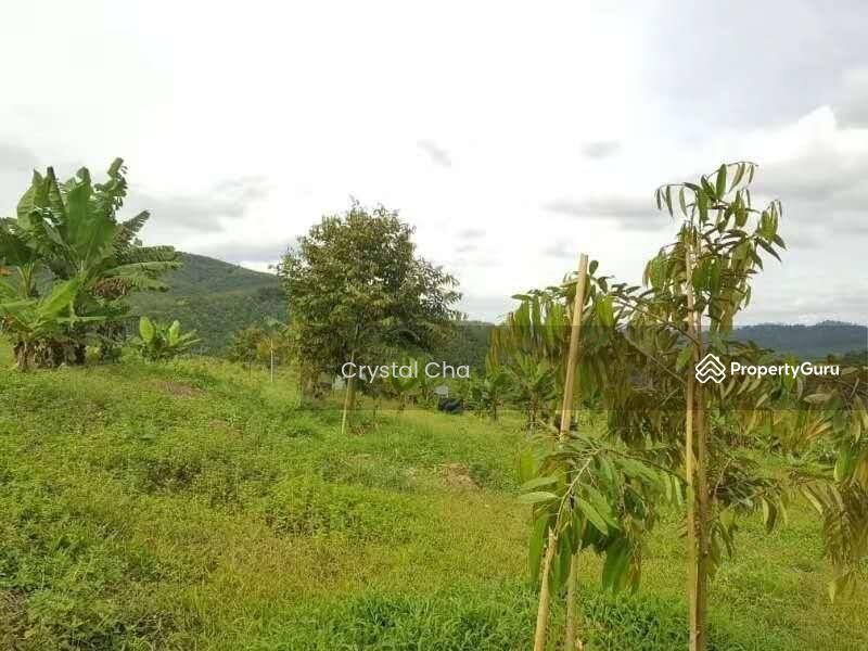 Perak pengkalan hulu 500 acres musang king, Pengkalan Hulu, Hulu