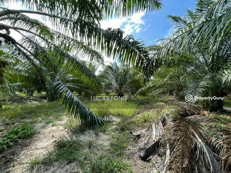 2. 2acre Changkat Kruing Manjung Oil Palm Land, 出售2.2英亩棕油农业地/地靠近河口